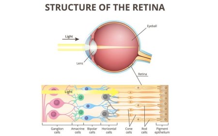 Reviewing Vision: Retinal Organoid Research Breakthroughs