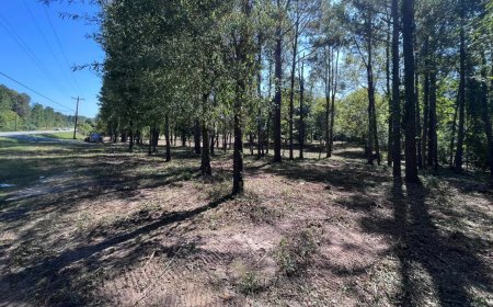 How professional forestry services in Fort Valley, GA elevate land management and environmental stewardship to new heights of expertise and efficiency