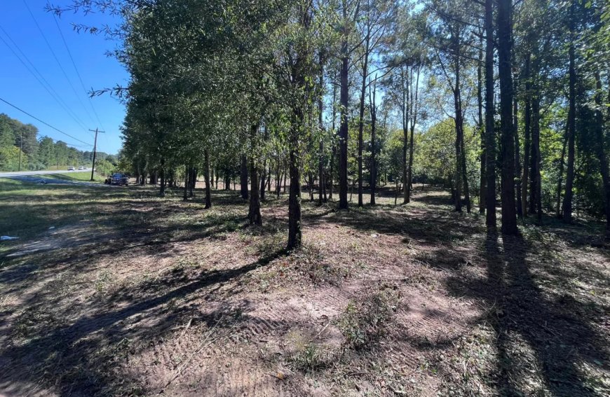How professional forestry services in Fort Valley, GA elevate land management and environmental stewardship to new heights of expertise and efficiency