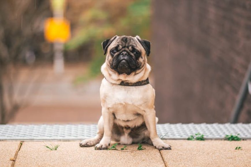 Best Clothes for Pugs: Keep Your Pug Stylish & Comfortable