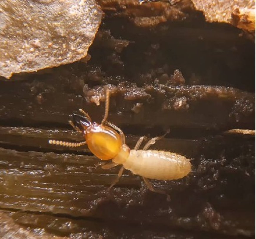 Termite Treatments That Work: Protecting Your Home from the Silent Destroyers
