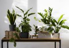 Bring Life to Your Home: The Best Living Room Indoor Plants