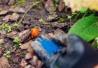 Best Slug Pellets for a Pest-Free Garden in the UK
