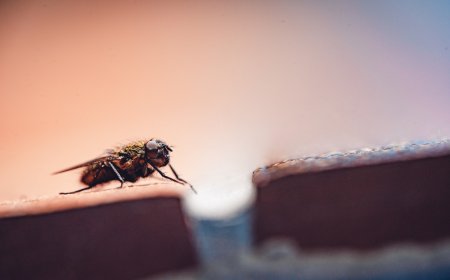 A Complete Guide to Getting Rid of Flies and Keeping Them Away
