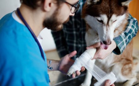 After-Hours Emergency Veterinarian Services: Why Quick Action Could Save Your Pet’s Life