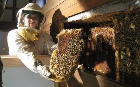 Hornet Invasion: Should You Use Repellent or Call a Pro?