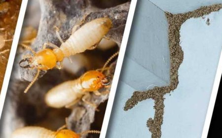 Exterminator Staten Island: Why DIY Termite Control Backfires