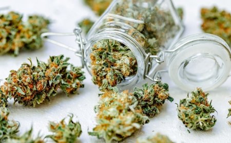 Elevate Your Experience: Best THCA Flower Dispensaries Online