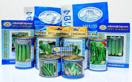 Unlocking the Secrets of Granddaddy Purple and Thai Cannabis Seeds for a Premium Grow Experience