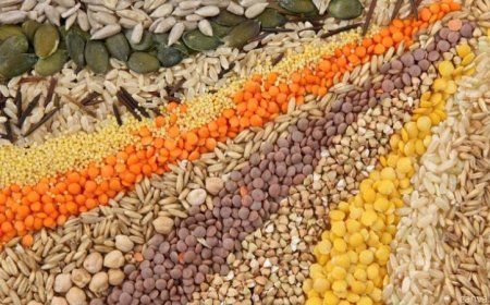 Seed Processing Plant Cost Report 2025: Industry Trends, Setup and Business Opportunities