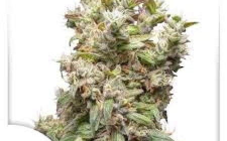 High THC Seeds for Sale: Unlock Maximum Potency with Every Grow