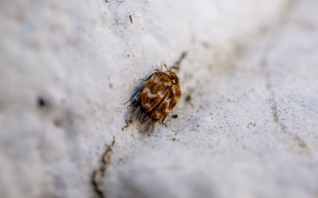 Ultimate Guide to Bed Bug Infestation: Prevention, Treatment & Control