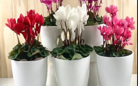 The Language of Flowers: What Your Bouquet Really Says