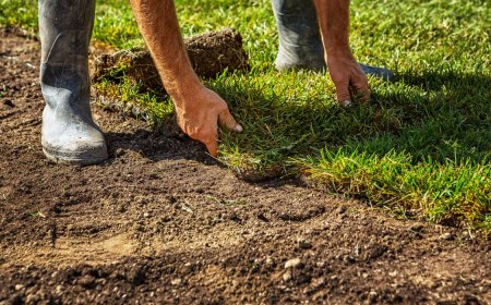 Everything You Need to Know About Jamur® Zoysia Sod