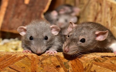 Why Rodent Removal Services in Melbourne Actually Work Best