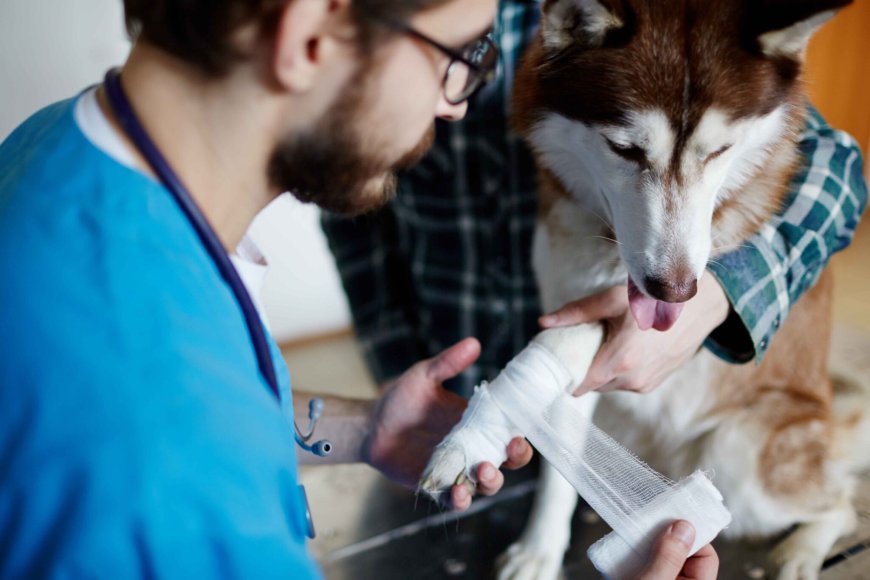 After-Hours Emergency Veterinarian Services: Why Quick Action Could Save Your Pet’s Life