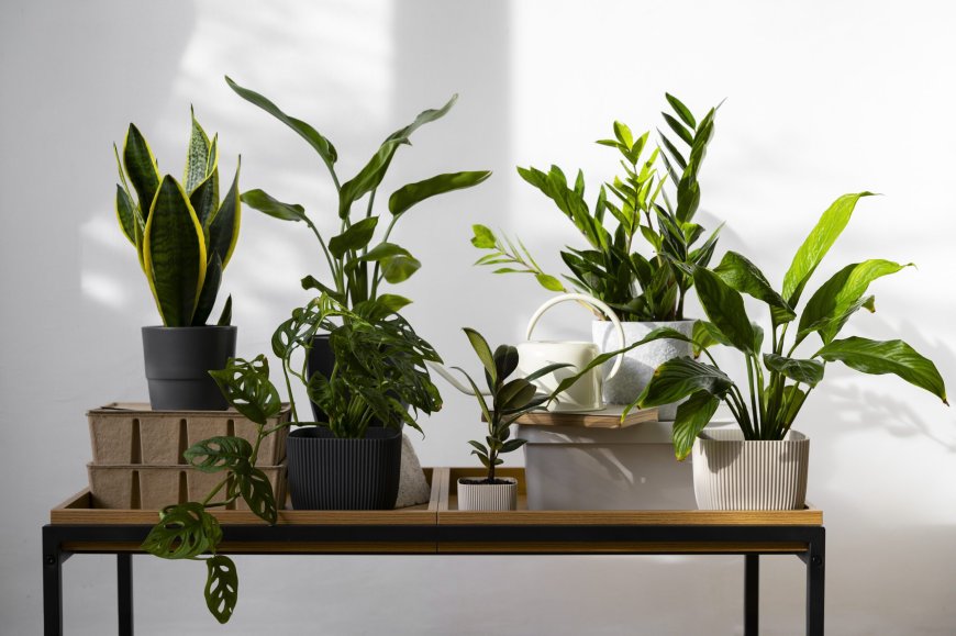 Bring Life to Your Home: The Best Living Room Indoor Plants